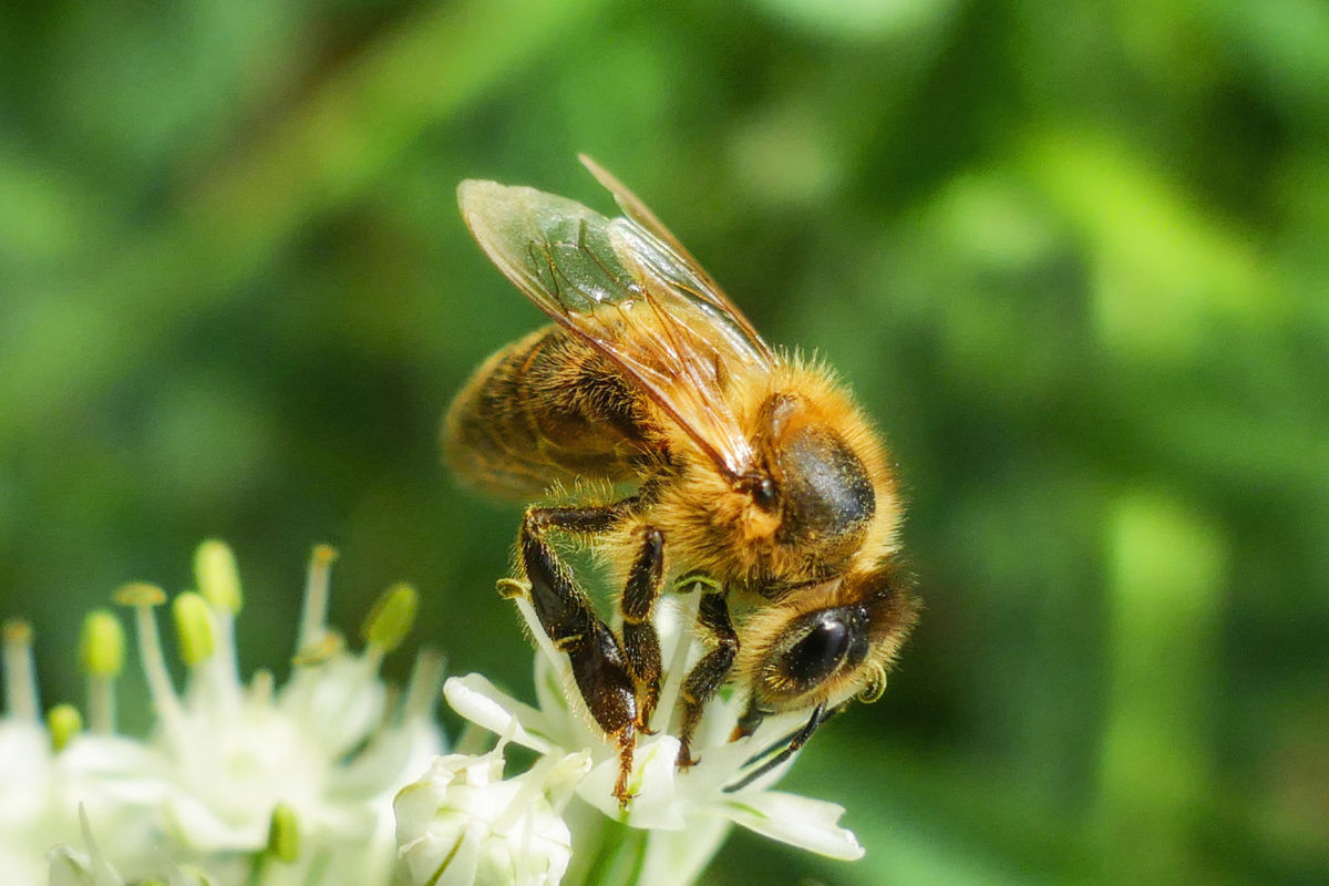 beekeeping